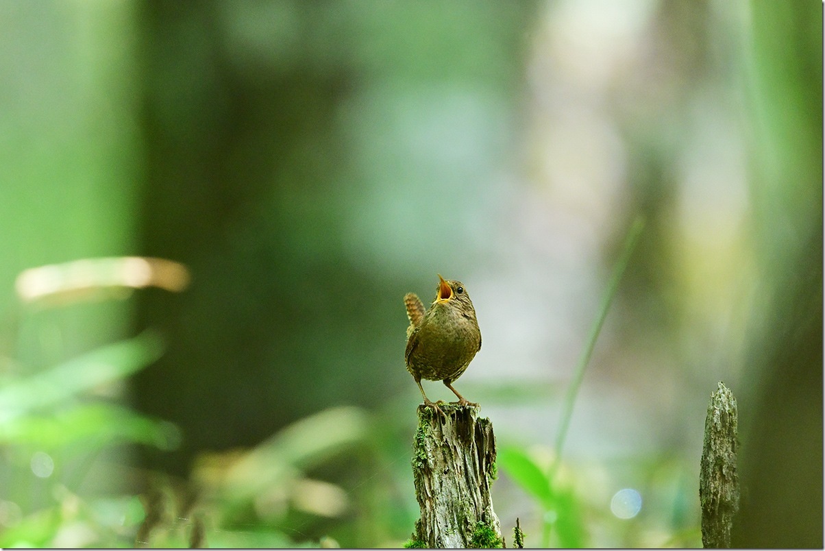Z8M_7115_blog