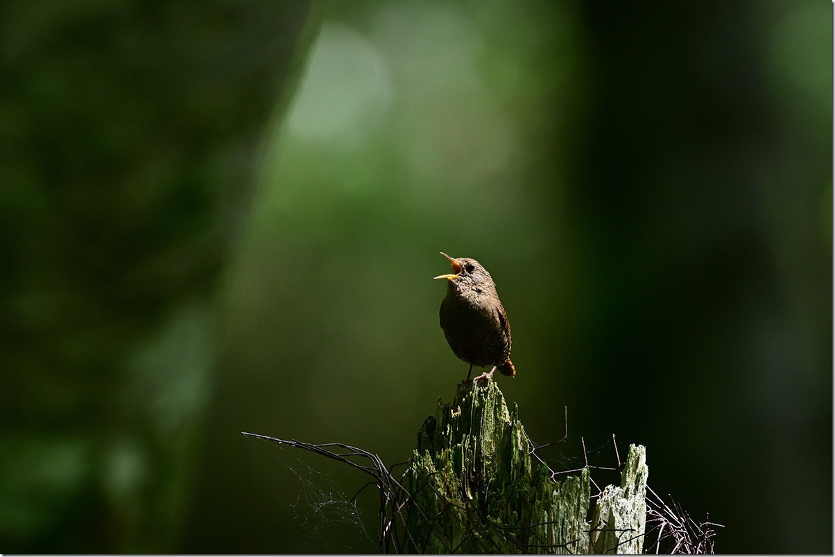 Z8M_7173_blog