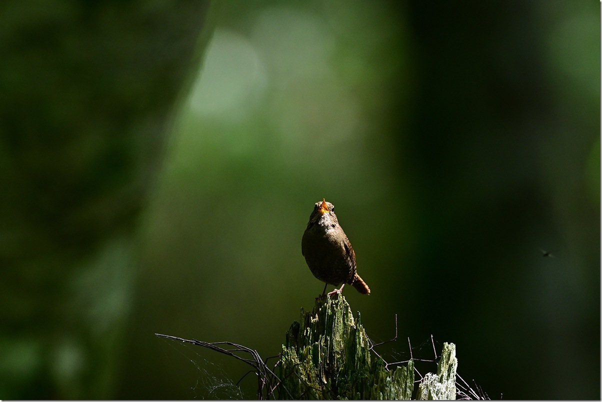 Z8M_7176_blog