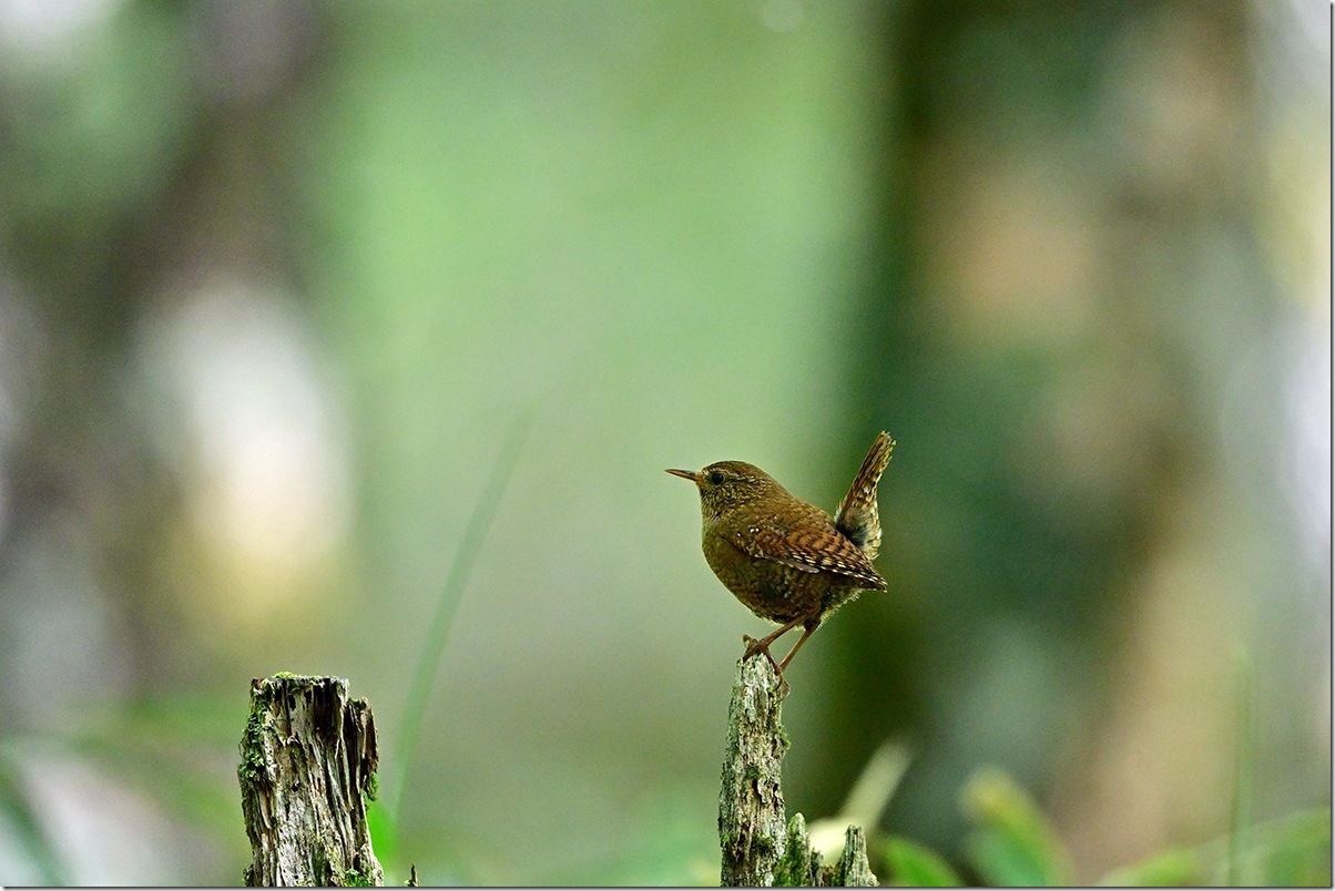 Z8M_7180_blog