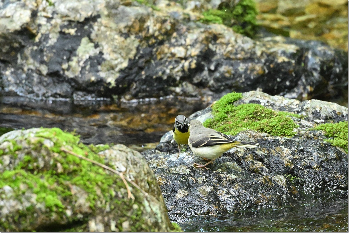Z8M_7386_blog