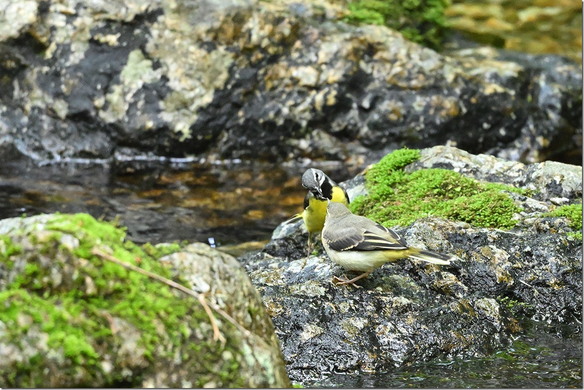 Z8M_7390_blog