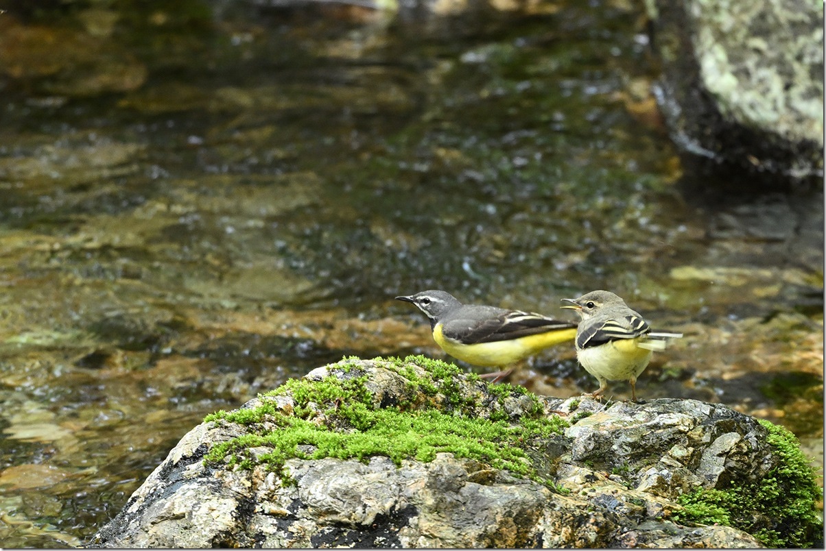 Z8M_7430_blog