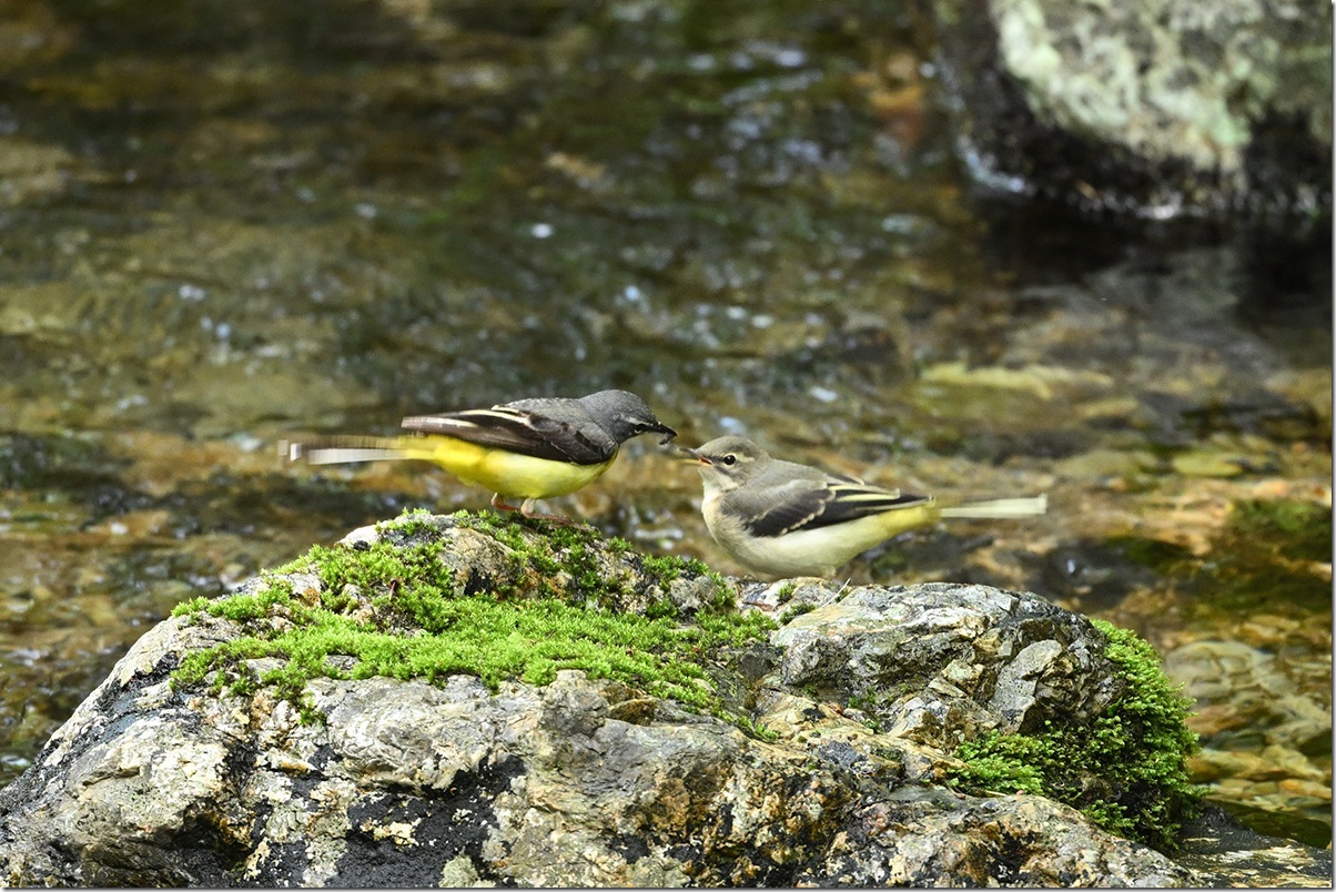 Z8M_7441_blog