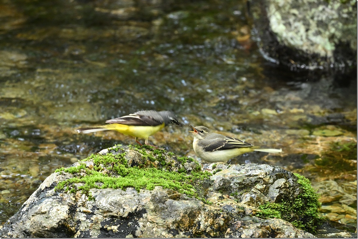 Z8M_7443_blog