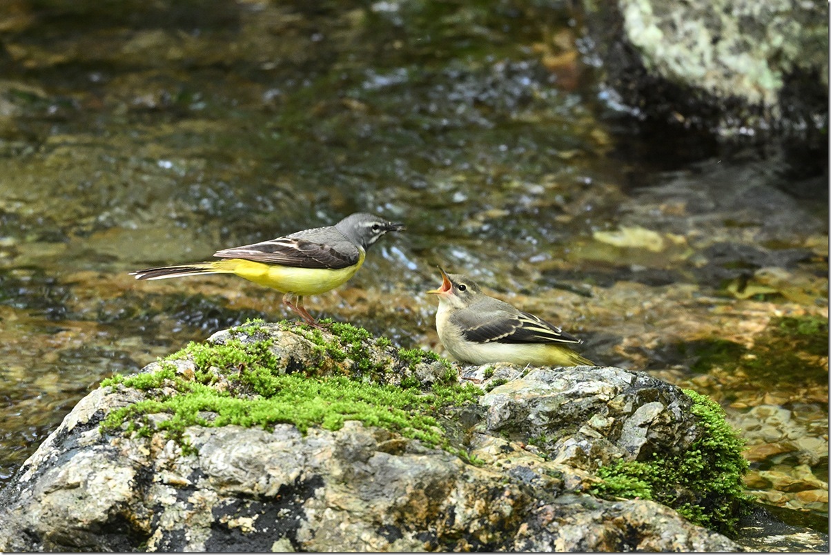 Z8M_7444_blog