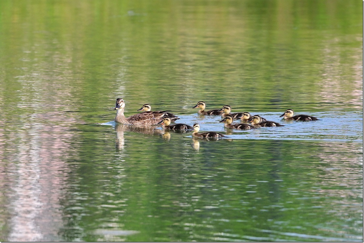 Z8M_7750_blog
