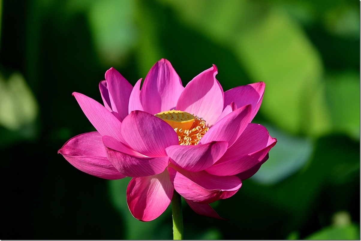 Z8M_8283_blog