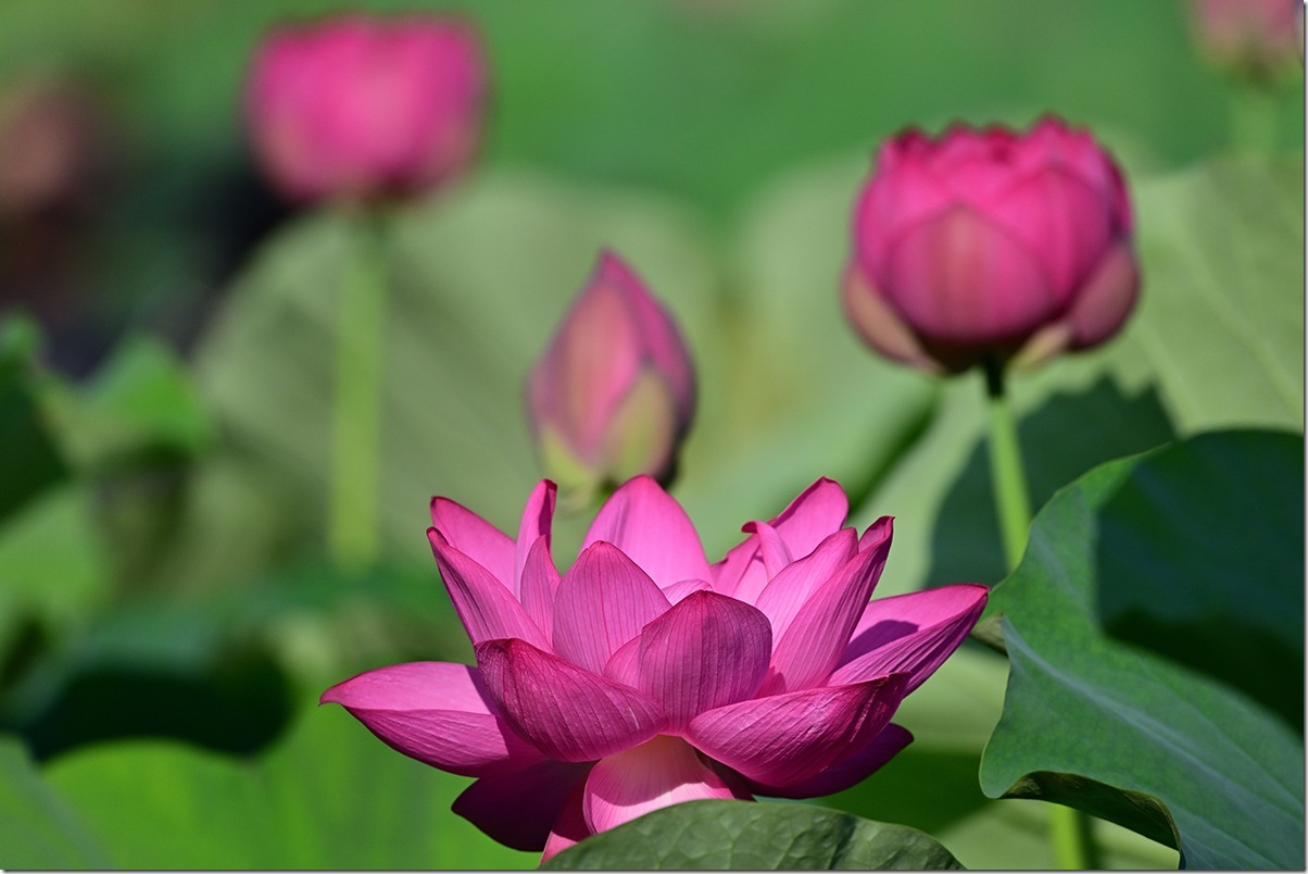 Z8M_8297_blog