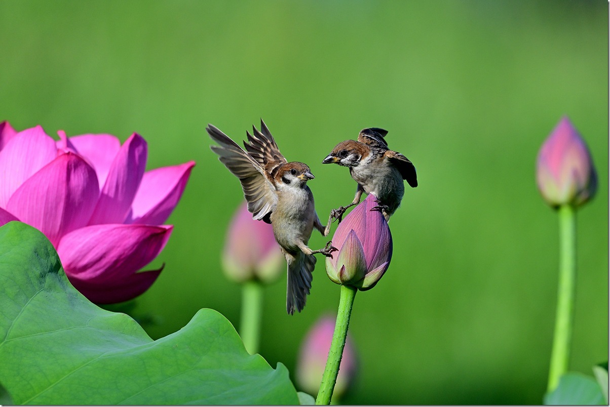 Z8M_8310_blog