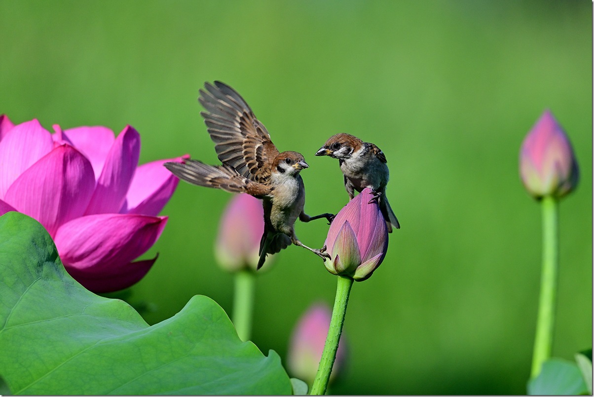 Z8M_8311_blog