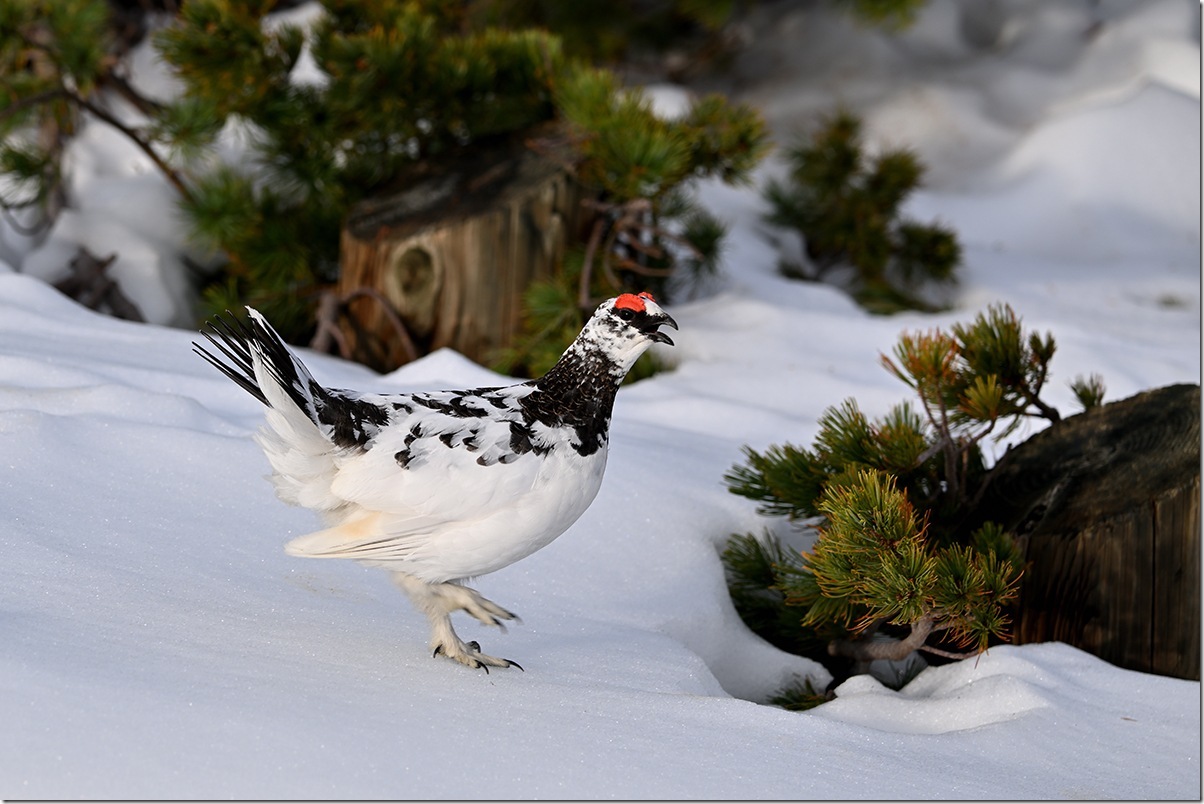 Z8M_8440_blog