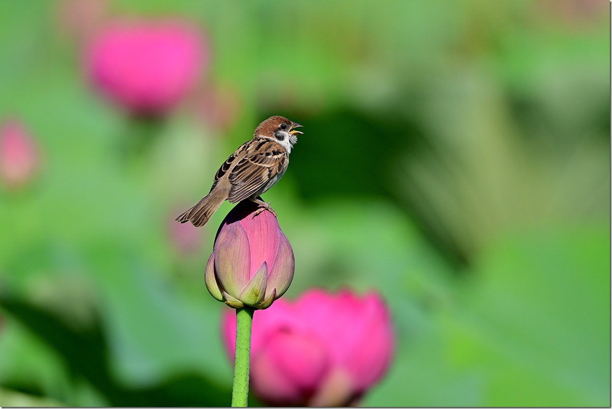 Z8M_8486_blog