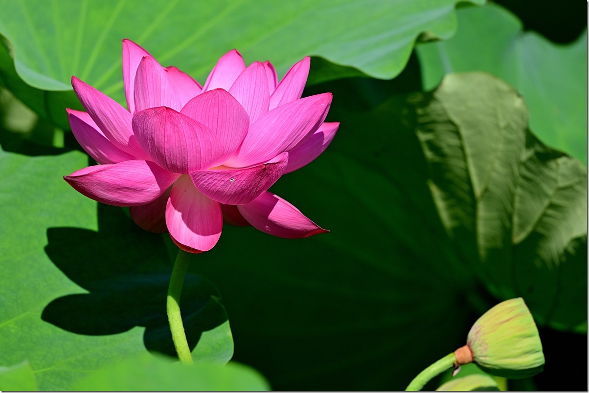 Z8M_8612_blog