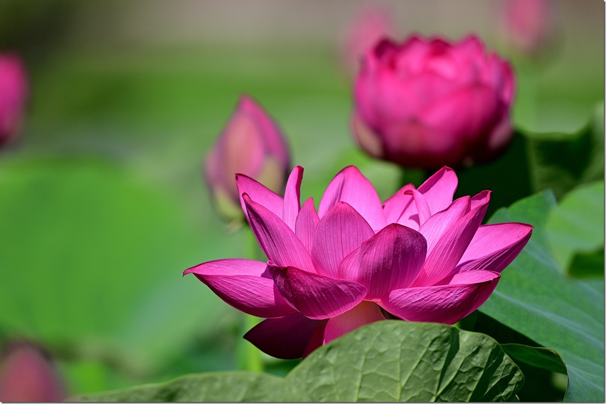 Z8M_8614_blog