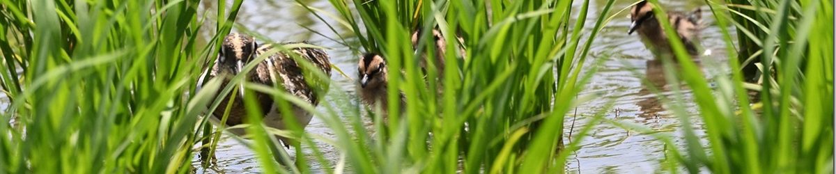 Z8M_8795_blog_thumb-1