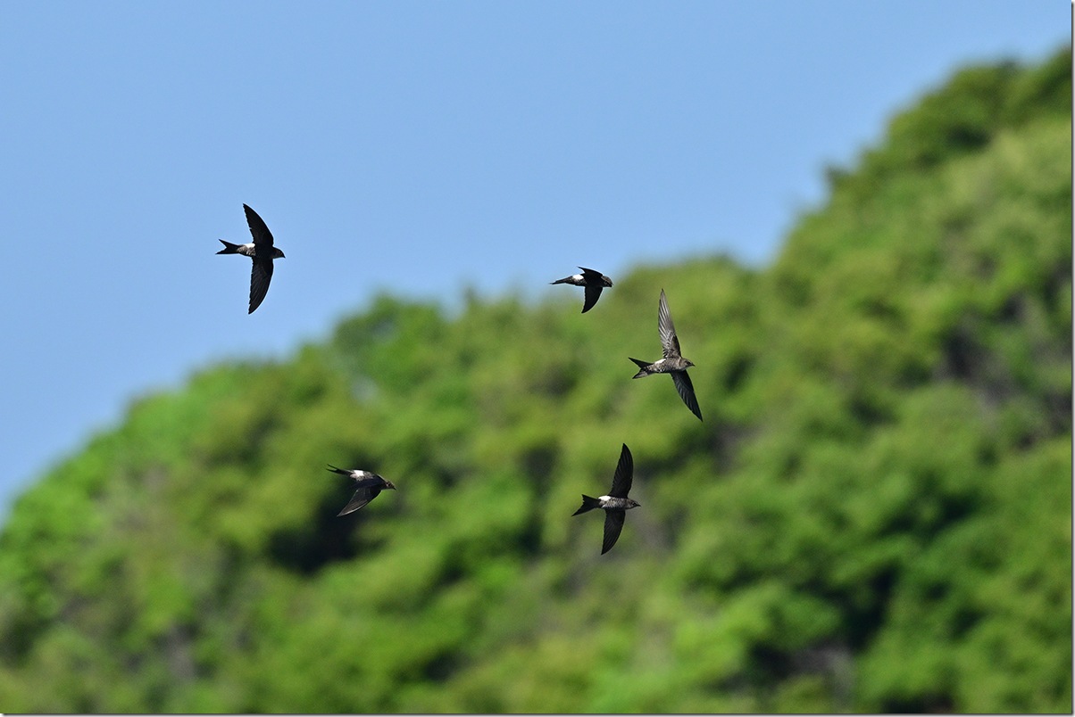 Z9M_1242_blog