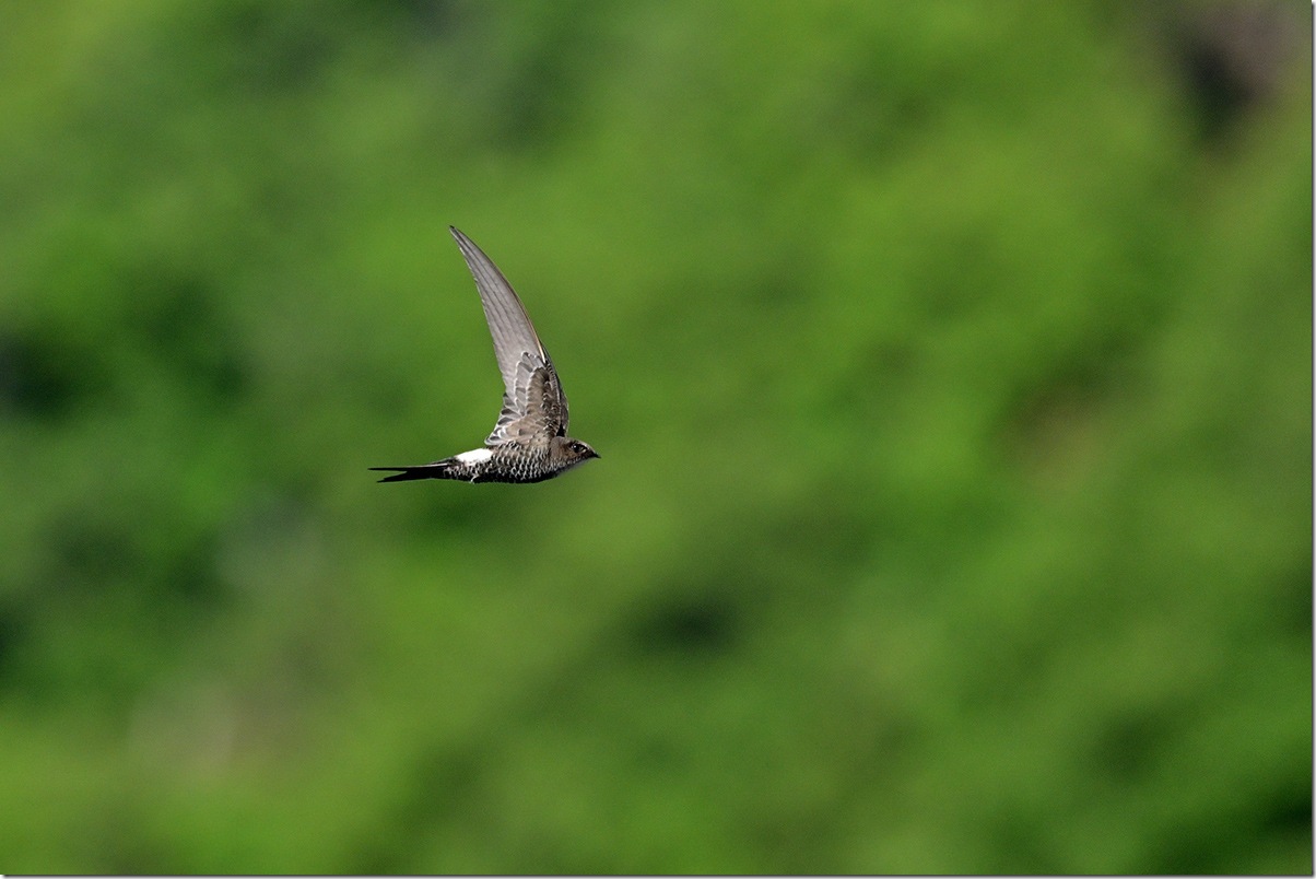 Z9M_1610_blog