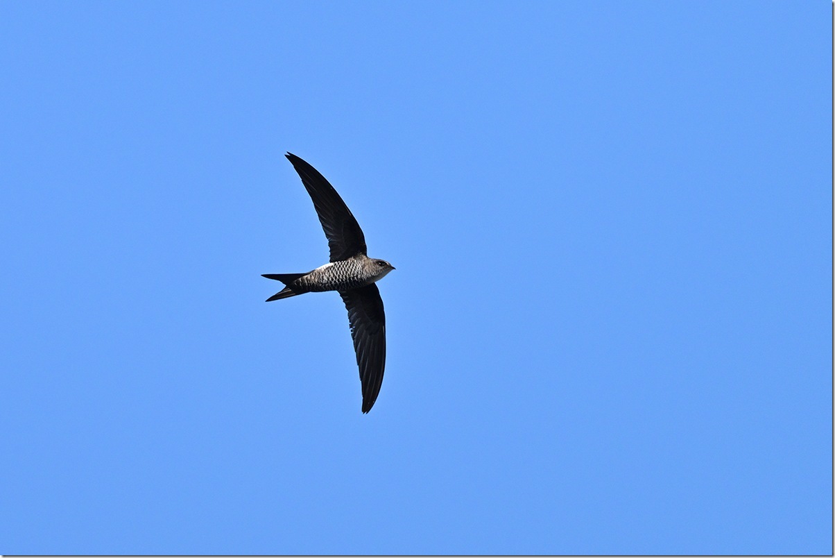 Z9M_2787_blog