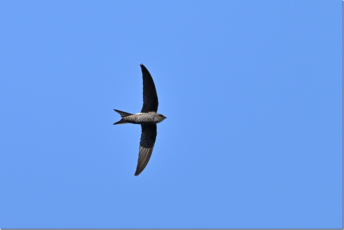 Z9M_2789_blog