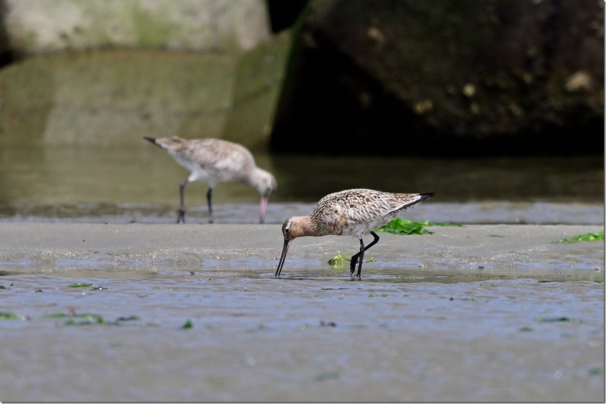Z9M_3930_blog