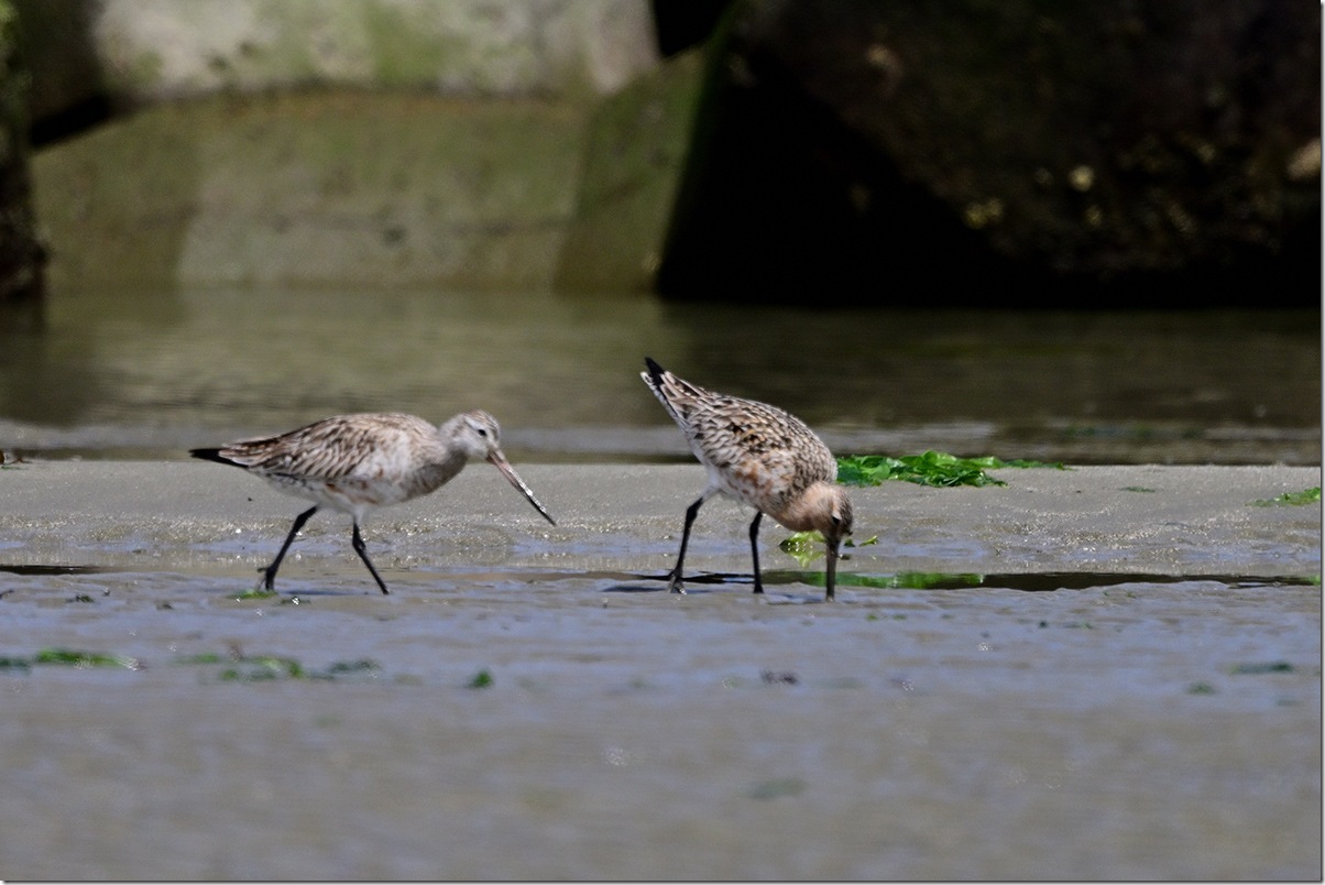 Z9M_4030_blog