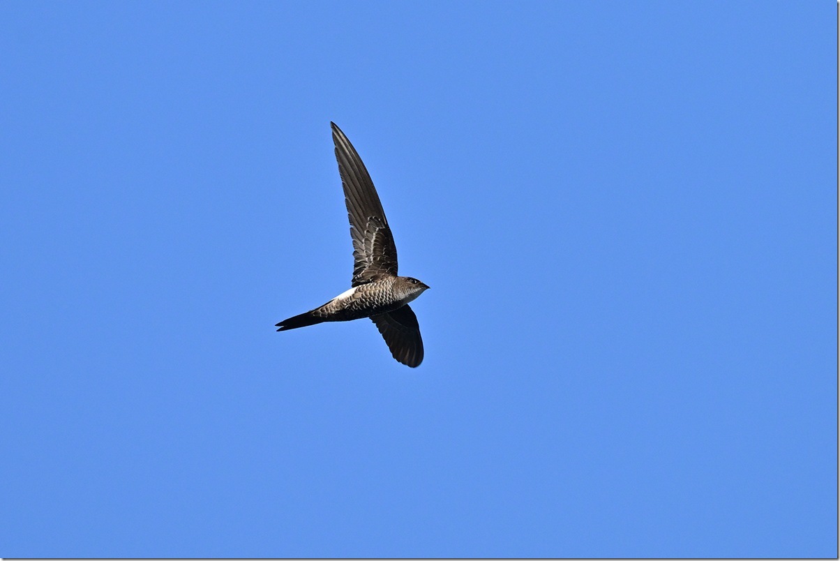 Z9M_6841_blog