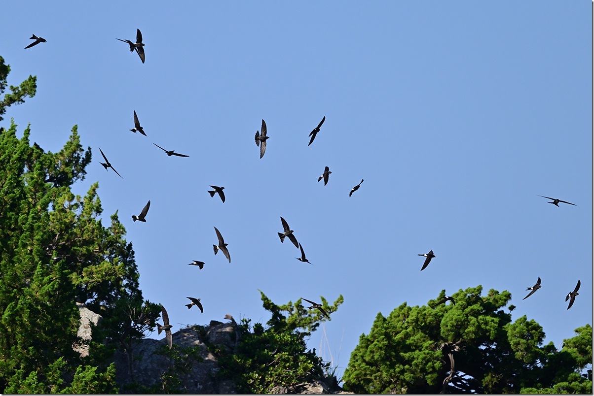 Z9M_7313_blog