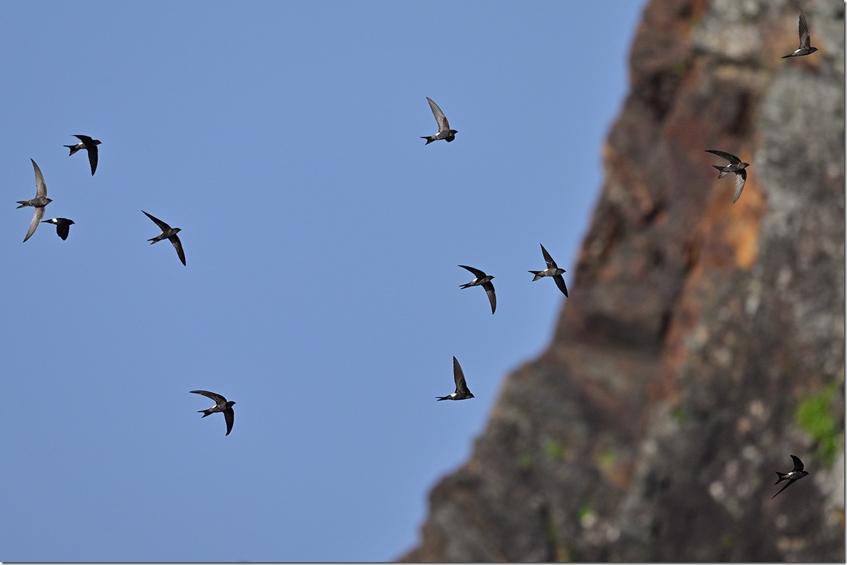 Z9M_8282_blog