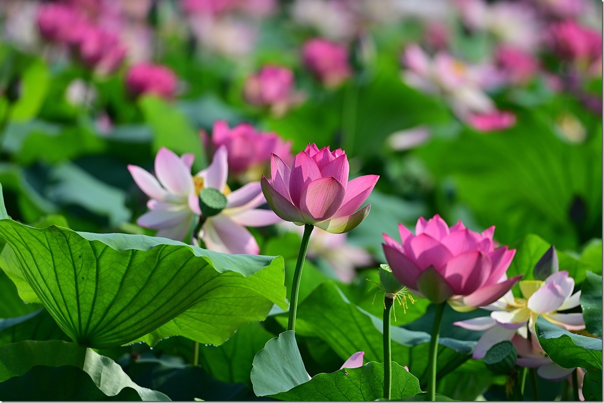 Z5M_2249_blog