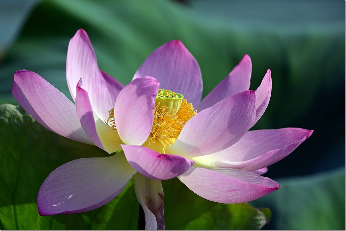 Z5M_2270_blog