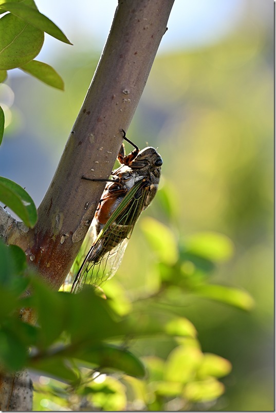Z5M_2632_blog