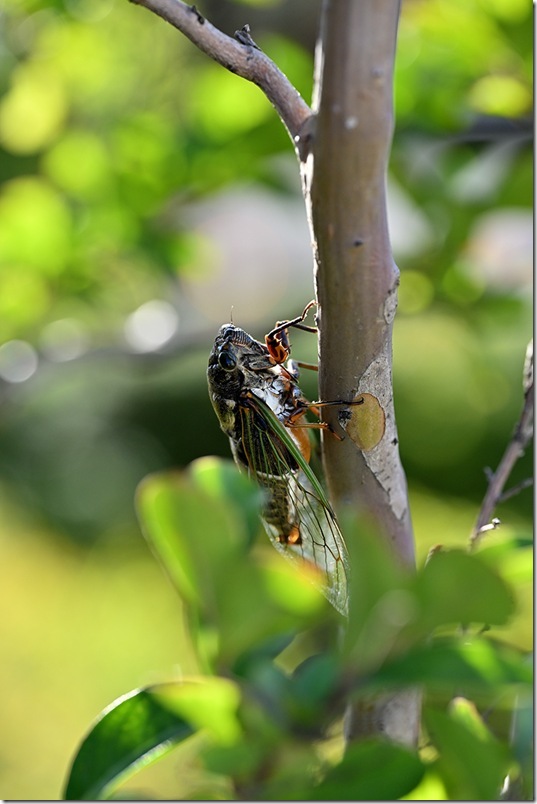 Z5M_2736_blog