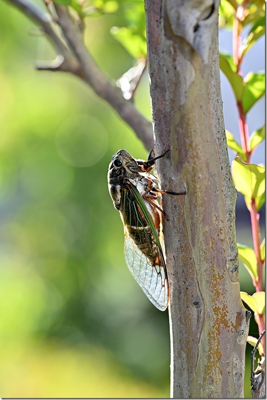 Z5M_2739_blog