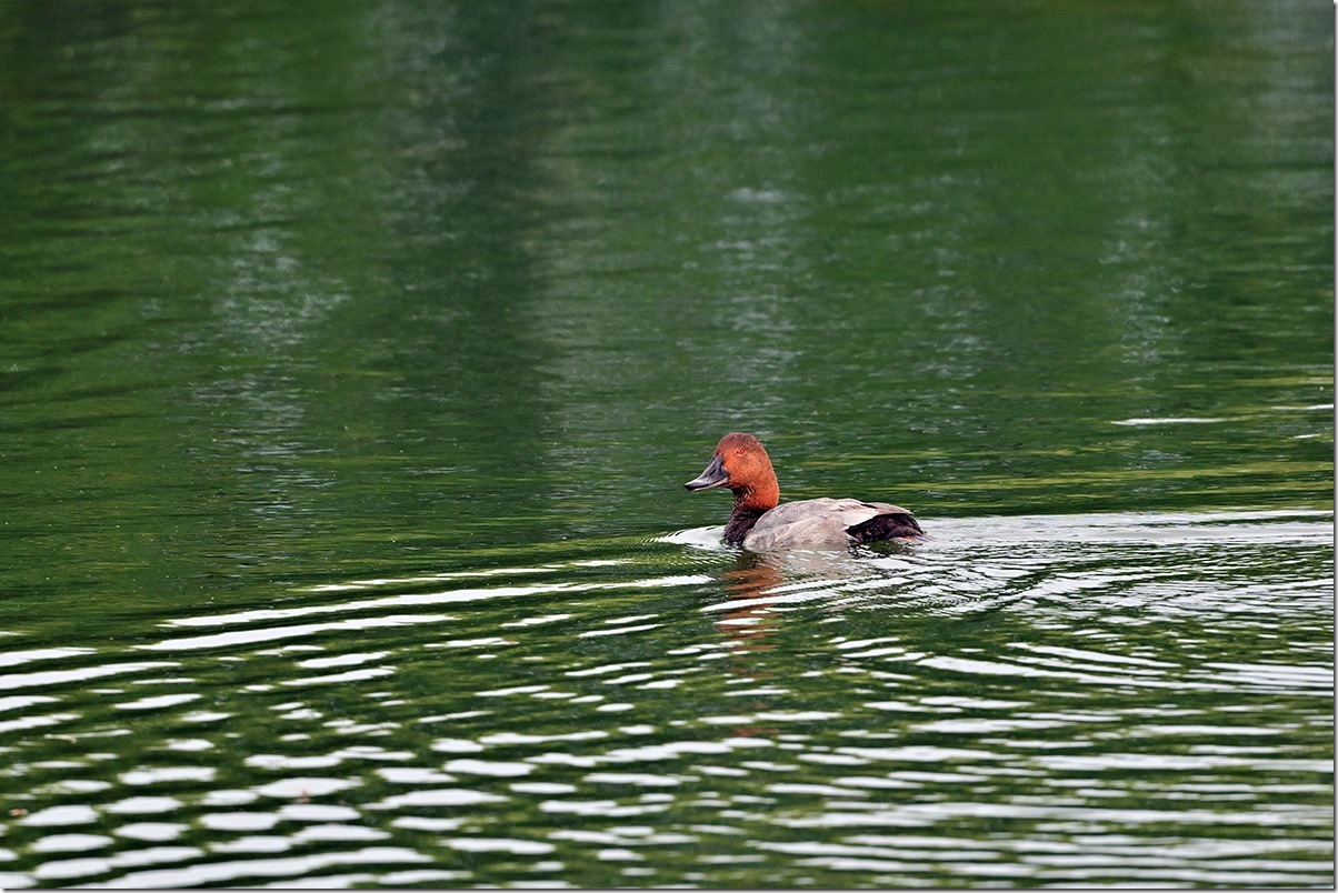 Z8M_0419_blog