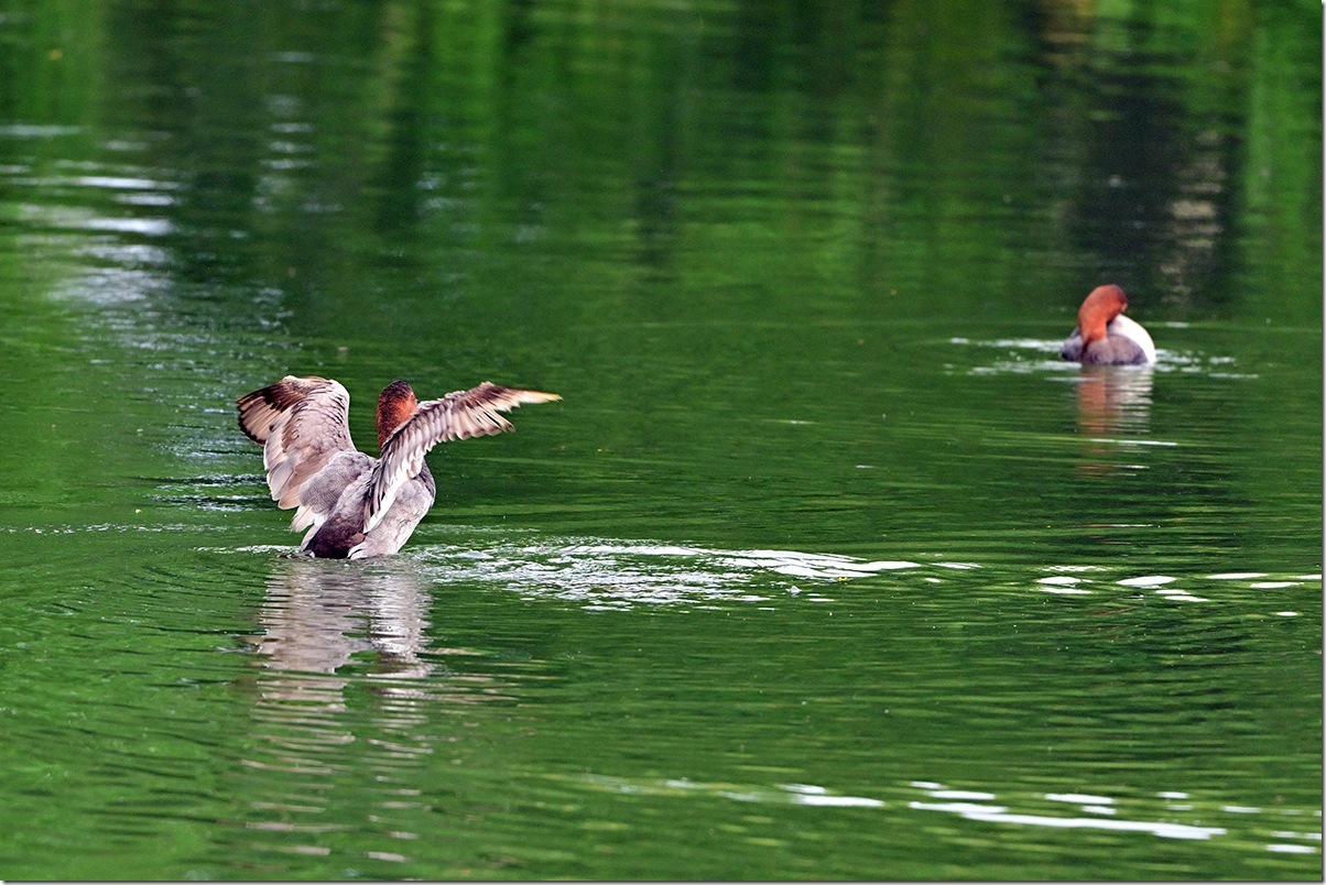 Z8M_0579_blog