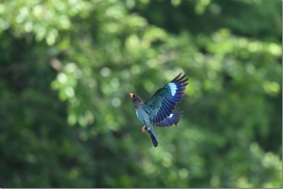 Z8M_3743_blog