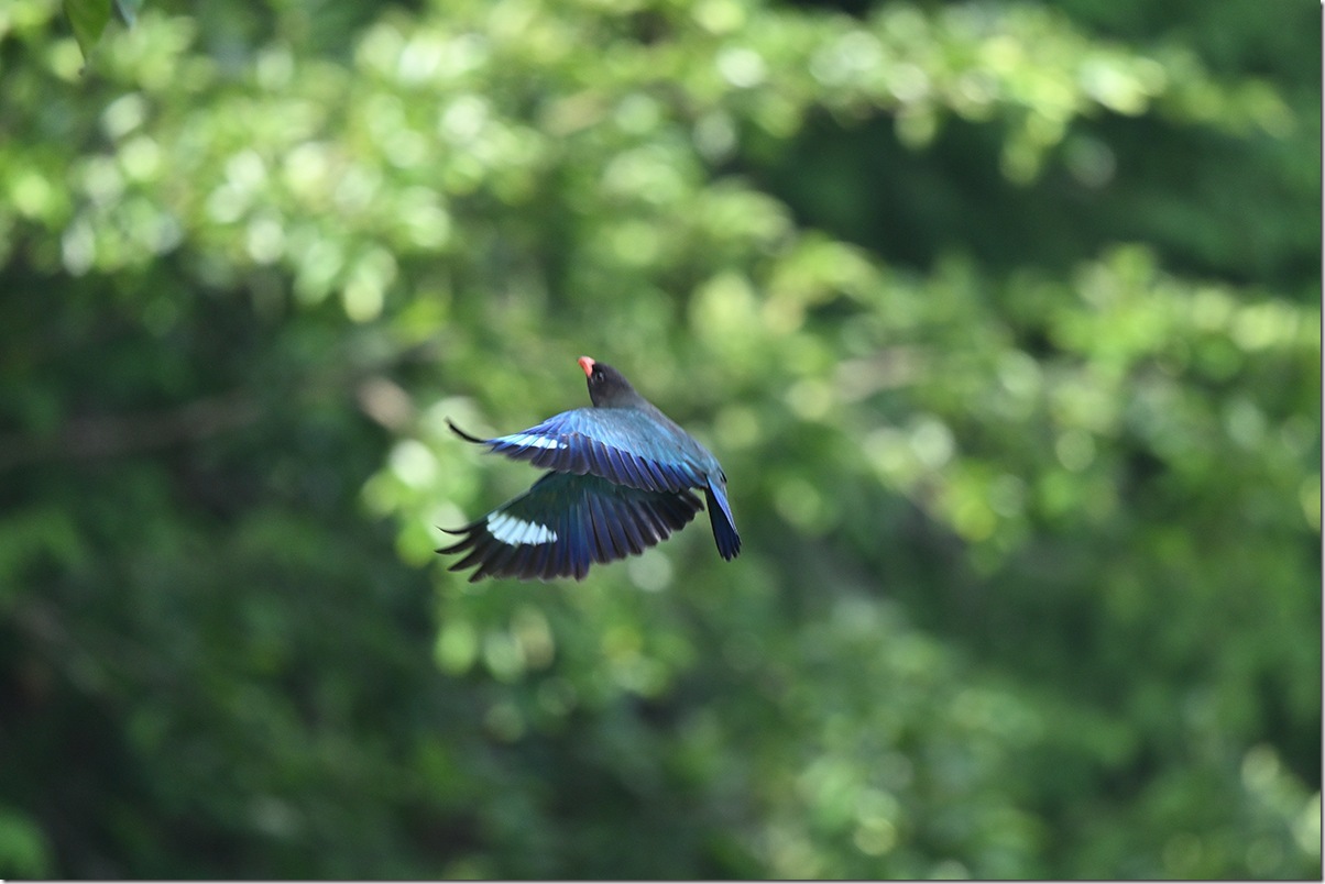 Z8M_3744_blog