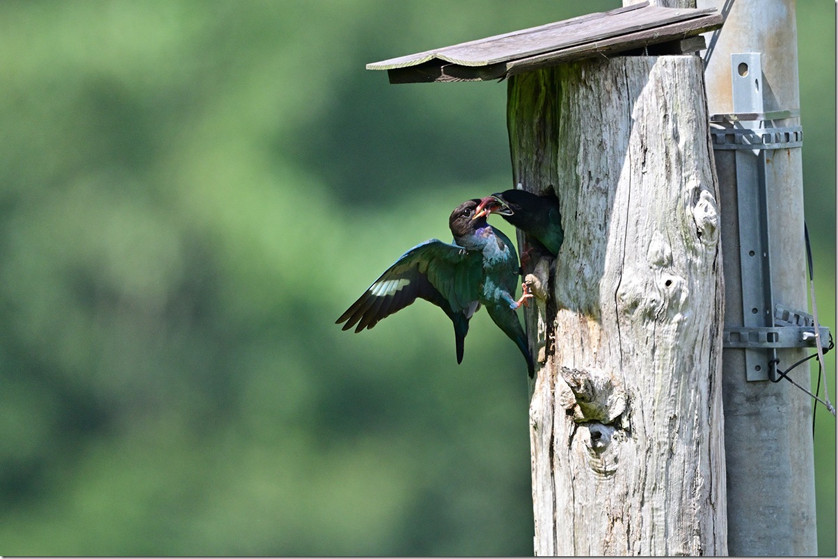 Z8M_3807_blog