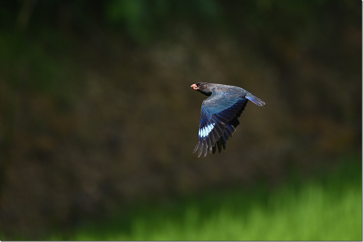 Z8M_3866_blog