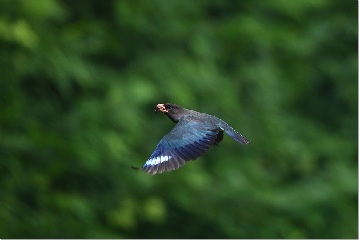Z8M_3875_blog
