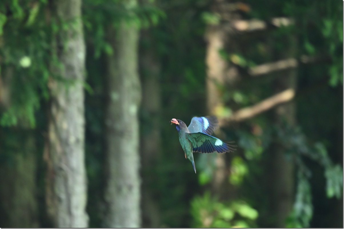 Z8M_3949_blog