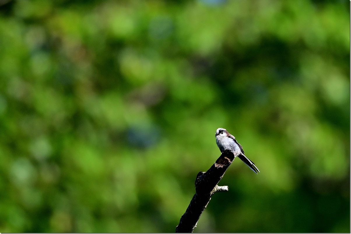 Z8M_4845_blog