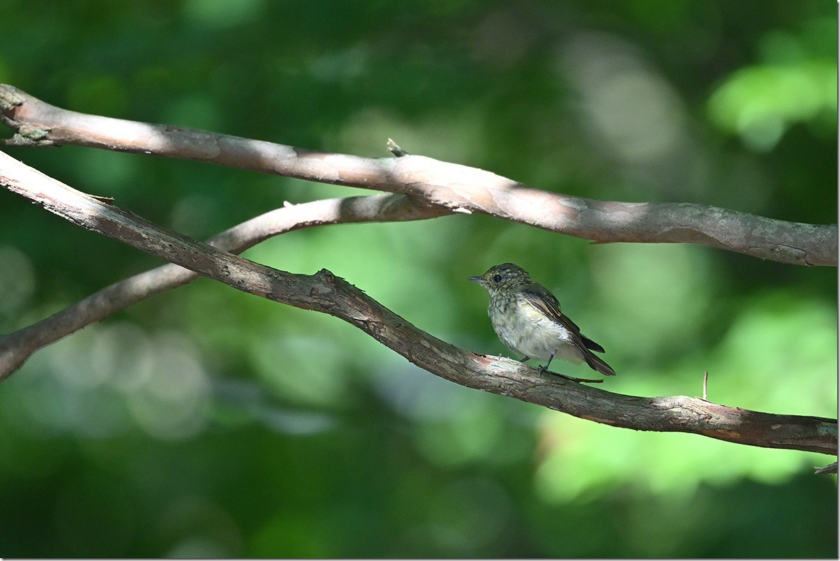 Z8M_5010_blog