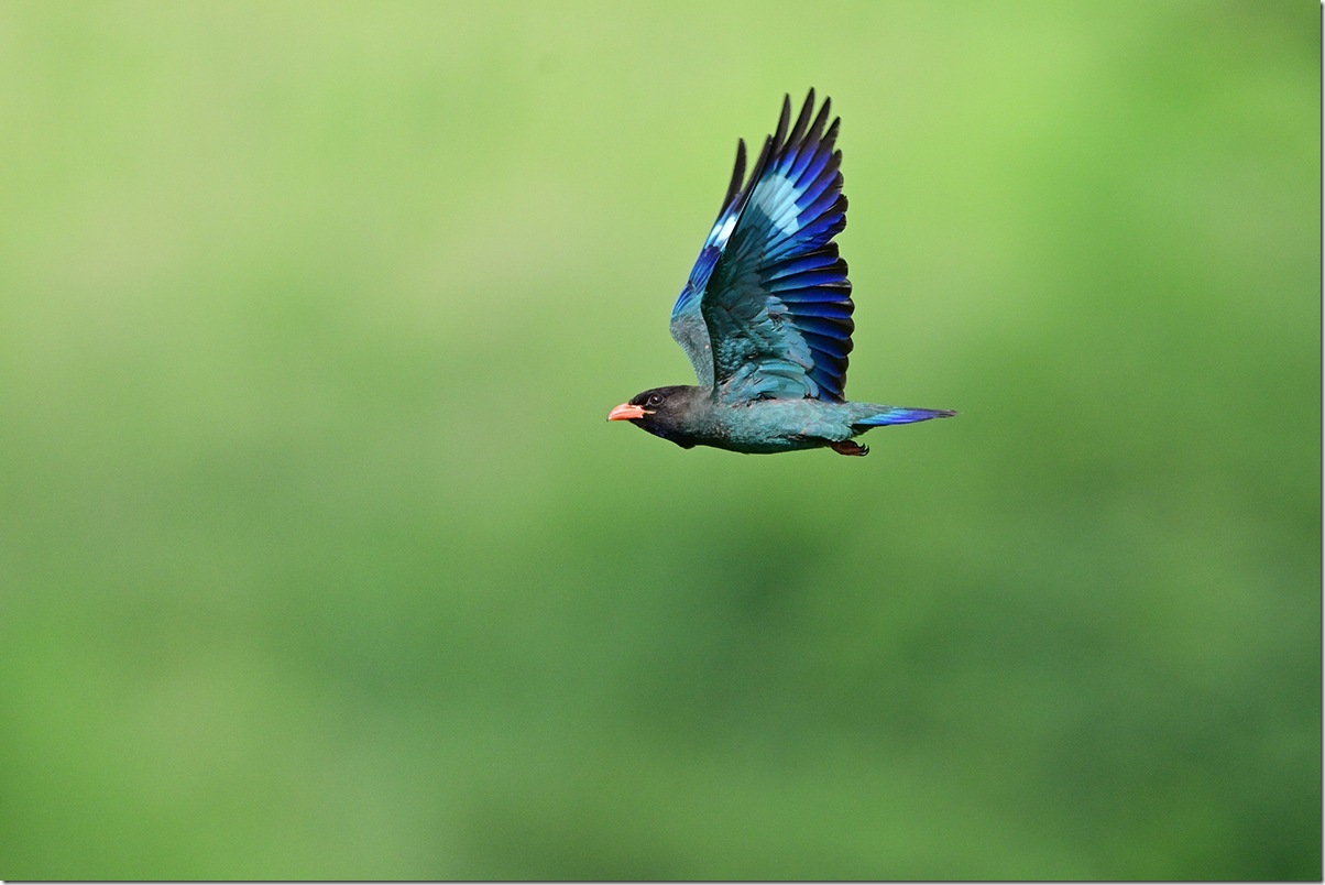 Z9M_2673_blog