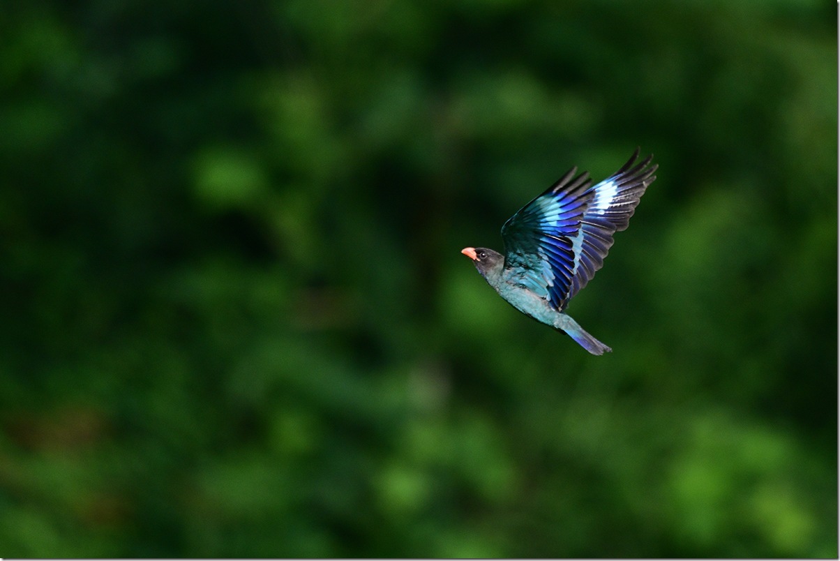 Z9M_2692_blog