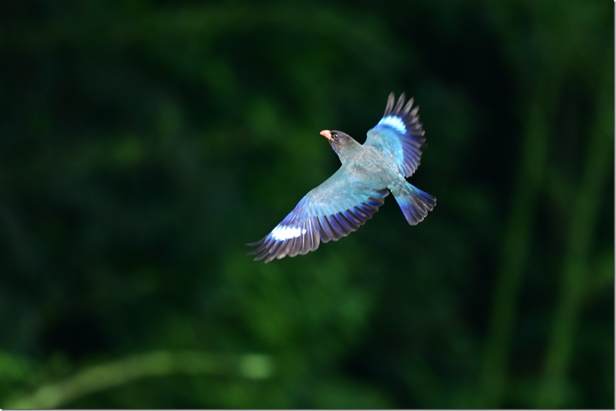 Z9M_2701_blog