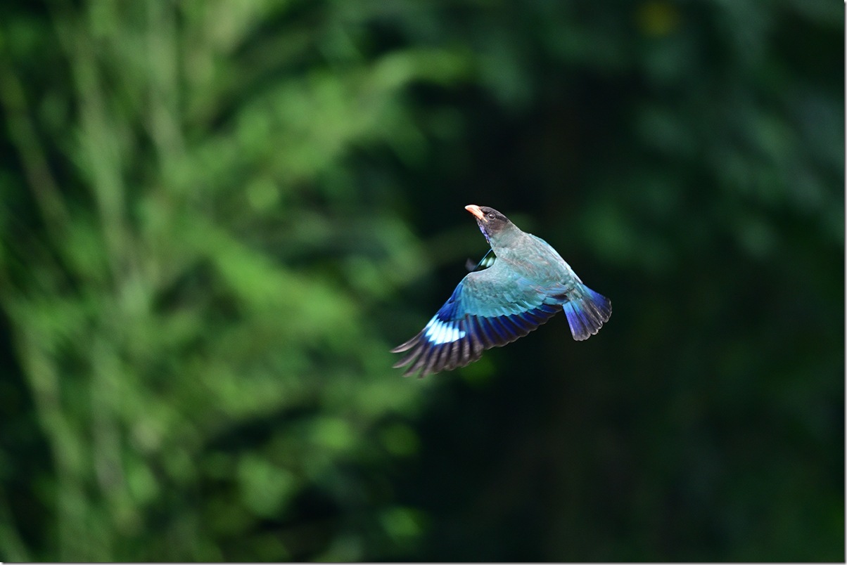 Z9M_2704_blog