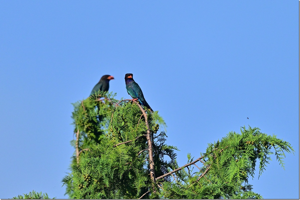 Z9M_3579_blog