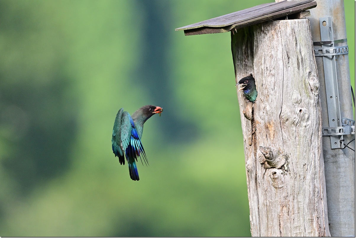Z9M_3691_blog